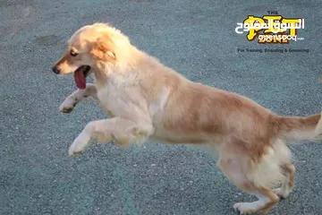  3 درّب كلبك الآن ...اكبر مركز لتدريب الكلاب