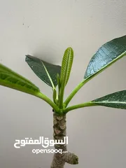  10 healthy beautiful plant