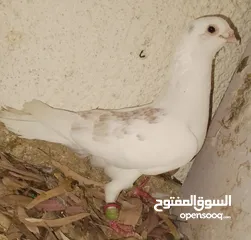  19 حمام جواز بصلات على نبي الحبه ب دينارين واغلبو تحتيو فراخ وبيض