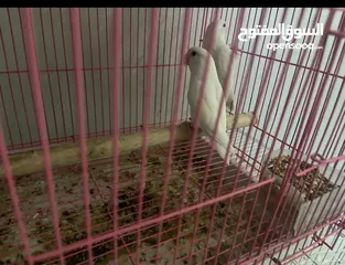  1 زوج روز البينو