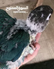  26 فراخ جرين شيك اليفه اقرأ تفاصيل زق يدوي اليفات تركواز  واناناس  ونورمال محجلات من انتاجي