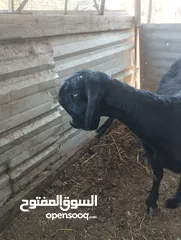  3 عنزة شامية للبيع