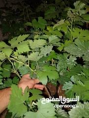  5 "دوالي عنب بدينار – شتلات جاهزة للزراعة