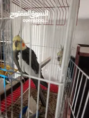  3 جوز ببغاء كوكتيل
