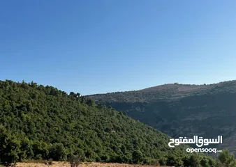  6 شالية ب نظام كوخ ب اجمل غابات عجلون