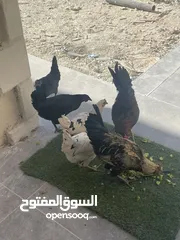  3 دجاج بلدي للبيع