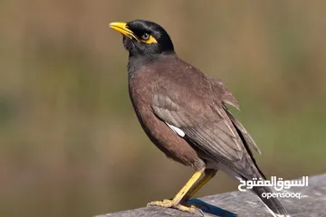  2 متوفر    طيور  مينا الجواز