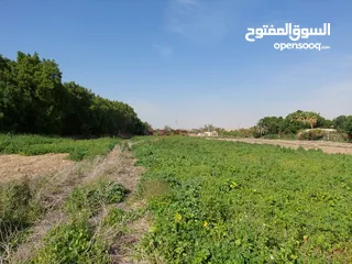  2 أرض استثمارية 711 مترا مربع للبيع منطقة الغور شميساني الغور لقطة لشاليه قرب اشارة الشونة الجنوبية