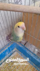  12 جوز روز منتج حجم و صحه و نظافه و ريش