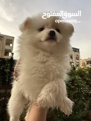  14 جراء بوميريان اصغر حجم تيكب