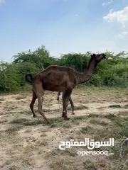  3 بوش حليب حزميات