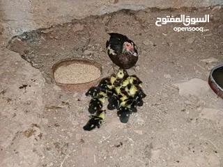  3 بطه مع صيصانها