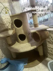  8 قطه مع بيت تفصيل