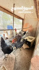  2 جاج مشكل للبيع
