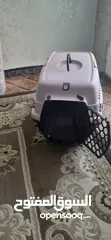 1 بيت قطط $$