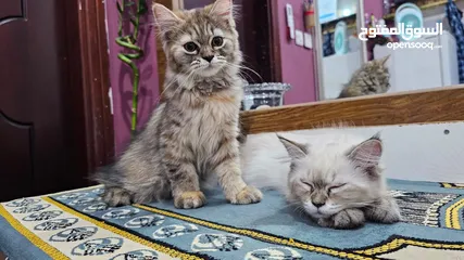 1 Cat for adoption (rag doll and persian)