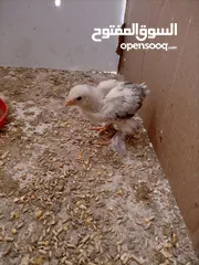  1 صيصان براهمي. عمر  شهر 5 ايام