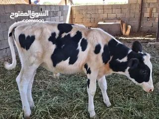  3 للبيع عجالة هولنديه عمارهن 9 شهور