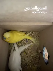  6 جوز طيور حب للبيع