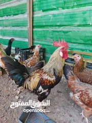  1 متاح ديج شوكي خط اول عمر سنه صحه فول سعر 20 مو سعره مكاني ابو صخير