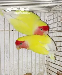  1 love bird Rosicolil lutino red fec