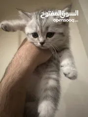  8 سكوتش فولد وستريت