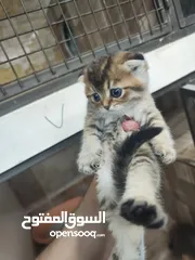  7 سكوتش فولد جولدن Ny25 الريلز موضح كل اشي