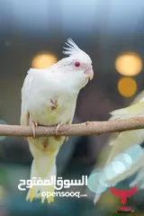  3 يتوفر لدينا مجموعه انواع طيور اليفه  دره اليف  لوري اليف  كوكتيل اليف  روز اليف  حب اليف
