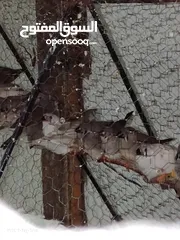  6 طيور جنه 15جوز. 30طير