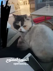  4 قطة لتبني