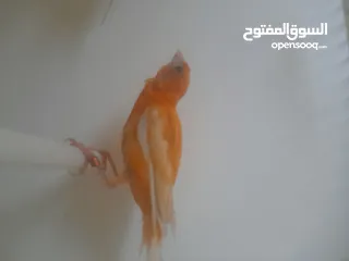  8 طيرتين للبيع حمر
