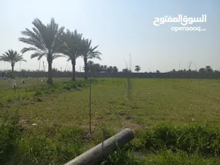  10 مزرعه 5 دونم في بغداد الرضوانيه على شارعين تبليط قرب القطاع الزراعي