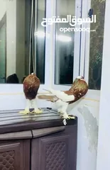  5 منافيخ جامبو قصه حمرا