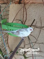  1 تك فحل ملكي مشجر ب اصفر