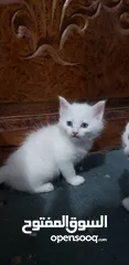  4 قطط شيرازي