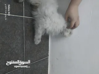  5 قطه انثى شانشيلا