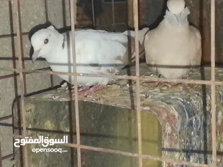  6 جوز حمام يمامه للبيع صحه ونضافه وشغال