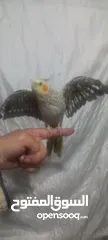  2 كوكتيل اليف للبيع عمر5شهور