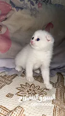  5 قطط سكوتش فولد