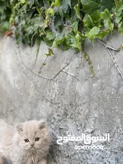  14 قطط ذكور واناث