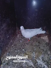  5 جواز شغالات