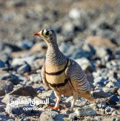  1 قطا عشوي ازواج