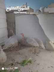  2 طقم حبش ازرق المنيوم شغلات للبيع      . Siuuuuuuuu  ⢠⣶⣾⣷⣦⡀⠀⣤⣤⣤⣤⣄⠀⣤⣤⣤⣤⣤⣤⣤ ⣾⣿⠁⢸⣿⣧⠀⣿⣿⠉⠹⣿⣆⠉⠉⠉⠉⣿⣿⠟ ⣿⣿⠀⠘⠛⠛