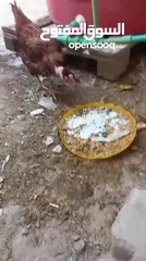  3 دجاج عرب بياض