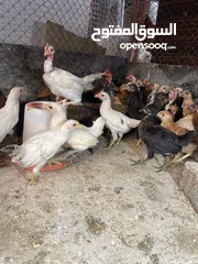  2 دجاج عماني للبيع الوصف مهم