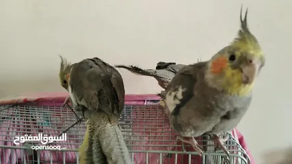  4 طيور ككتيل للببع