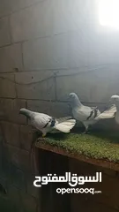  2 نوريه زرقا لبنيه ذنب كركند