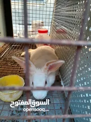  7 هجين ببيون و فرنسي