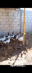  2 طيور وزز جامبو للبيع