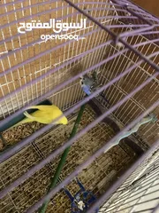  5 جوزين حب هوجو رومو مع أقفاصهم للبيع او بدل